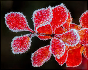 Red Leaves with Frost - Photo by John McGarry
