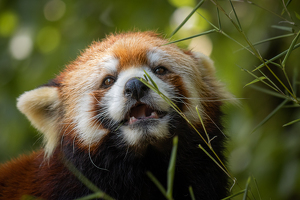 Red Panda - Photo by Grace Yoder