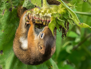 red squirrel eating sunflowers - Photo by Libby Lord