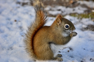 Red Squirrel Visit - Photo by Greg Ott