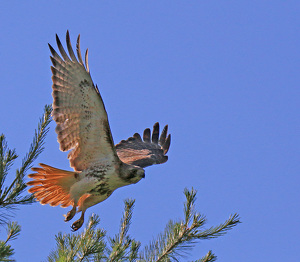 Class B 2nd: Red tail hawk taking flight by Nancy Schumann