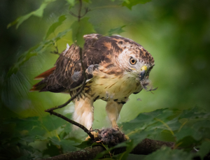 Red Tail Hawk with Catch - Photo by Danielle D'Ermo