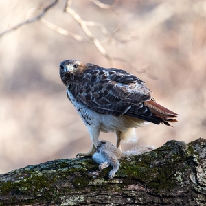 Red Tail Hawk with squirrel - Photo by Nancy Schumann