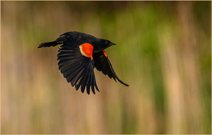 Red Wing Black Bird in Flight - Photo by John Straub