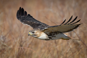 Class B 1st: Red-tailed Hawk in Flight by Jeff Levesque