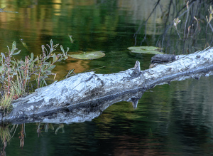 Reflected log. - Photo by Richard Provost
