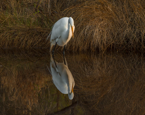 Reflecting - Photo by Libby Lord