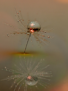 Reflection of a Wish - Photo by Linda Fickinger