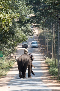 Road Block !!! Kabini, India - Photo by Aadarsh Gopalakrishna