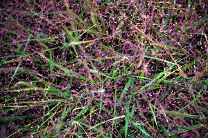 Class A HM: Roadside Grass Makes An Abstraction by Dolph Fusco