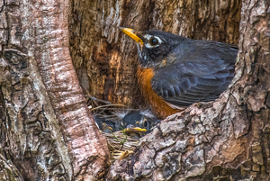 Robin Nest in a Tree - Photo by Libby Lord