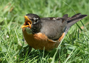 Robin With a Worm - Photo by Lorraine Cosgrove