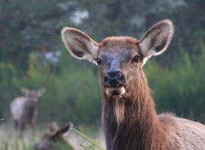 Roosevelt Elk - Photo by Barbara Steele