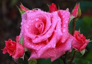 Rose After The Rain - Photo by Bill Latournes