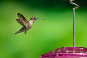 Ruby throated hummingbird in flight - Photo by Aadarsh Gopalakrishna