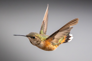 Class B 2nd: Rufous Hummingbird by Chris Wilcox