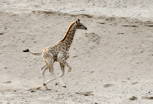 Running To Mama - Hoanib Namibia - Photo by Susan Case