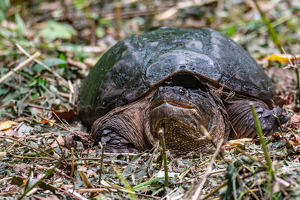 SAY CHEESE .... A smiling Snapping Turtle , Avon, CT - Photo by Aadarsh Gopalakrishna