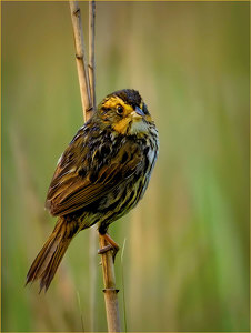 Salon 2nd: Saltmarsh Sparrow by John Straub