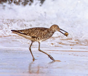 Savoring a Sand Flea in the Surf - Photo by John Straub