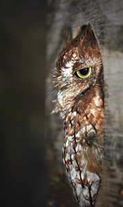 Screech Owl - Photo by Linda Fickinger