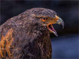 Screeching Hawk - Photo by Frank Zaremba, MNEC