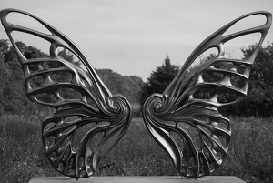 Sculpted wings - Photo by Chris Wilcox