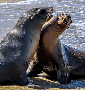 Sea Lion Serenade - Photo by John Straub