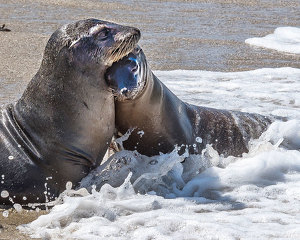 Sea Lion Surf Snuggle - Photo by John Straub