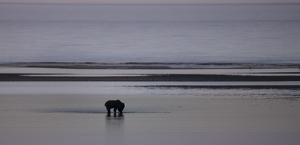 Seacape with Bear Silhouette - Photo by Danielle D'Ermo