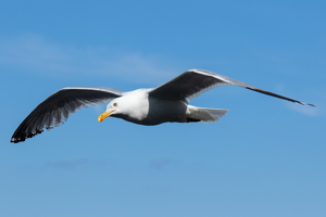 Seagull in Air - Photo by Grace Yoder