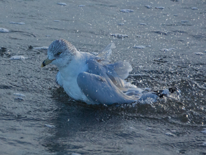 Seagull Taking A Bath - Photo by Bill Latournes
