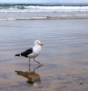Seagull - Photo by Robert McCue