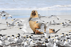 Seal Bay - Photo by Susan Case