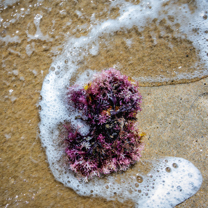 Seaweed near the surf - Photo by Bill Payne