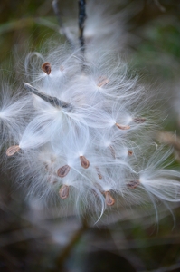 Seed Explosion - Photo by Cheryl Picard