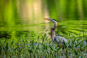 Shades of green - Great Blue Heron - Photo by Aadarsh Gopalakrishna