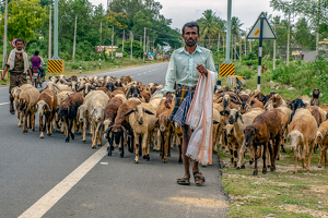Shepherd with his Sheep cross the street - India - Photo by Aadarsh Gopalakrishna