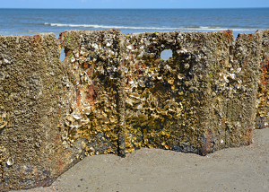 Shipwreck Steel On A Beach - Photo by Louis Arthur Norton