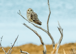 Short-eared Owl in the Snow - Photo by Libby Lord