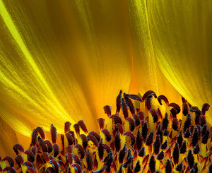 Class B HM: Silken Sunflower by Bert Sirkin