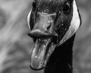 Silly Goose - Photo by Marylou Lavoie
