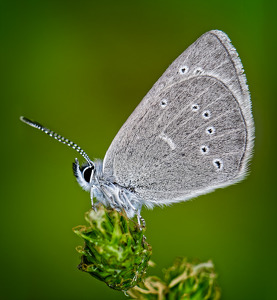 Silvery Blue Butterfly - Photo by John McGarry