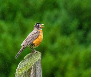 Singing In The Rain - Photo by Marylou Lavoie