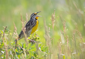 Singing Meadowlark - Photo by Merle Yoder