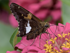 Siver Spotted Skipper - Photo by Frank Zaremba, MNEC