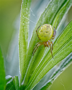 Six Spotted Orb Weaver - Photo by John McGarry