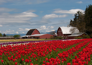Skagit Valley Tulip Farm - Photo by Linda Fickinger