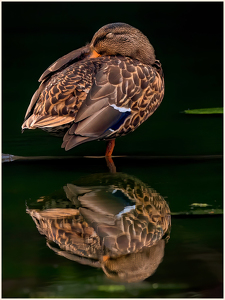 Sleeping Duck with Reflection - Photo by Frank Zaremba, MNEC