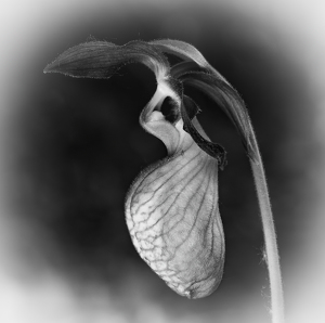 Slipper Orchid - Photo by Bob Ferrante